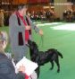 Labrador Crufts  