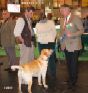 Labrador Crufts  