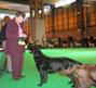 labrador_crufts2008