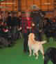 labrador_crufts2008