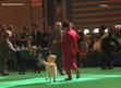 labrador_crufts2008