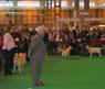 labrador_crufts2008