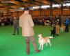 labrador_crufts2008