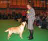 labrador_crufts2008