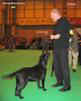 labrador_crufts2008