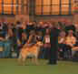 labrador_crufts2008