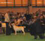 labrador_crufts2008