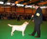 labrador_crufts2008