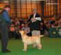 labrador_crufts2008