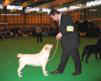 labrador_crufts2008