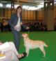 labrador_crufts2008