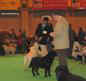 labrador_crufts2008