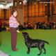 labrador_crufts2008