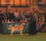 labrador_crufts2008