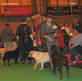 labrador_crufts2008