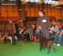 labrador_crufts2008