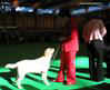 labrador_crufts2008