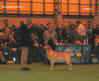 labrador_crufts2008