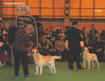 labrador_crufts2008