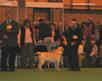 labrador_crufts2008