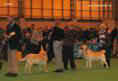 labrador_crufts2008