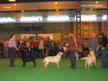 labrador_crufts2008