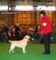 labrador_crufts2008