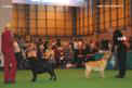 labrador_crufts2008