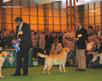 labrador_crufts2008