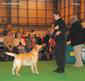 labrador_crufts2008