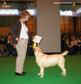 labrador_crufts2008