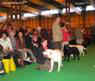 labrador_crufts2008