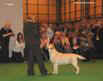labrador_crufts2008
