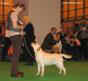 labrador_crufts2008