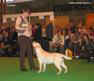 labrador_crufts2008