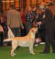 labrador_crufts2008