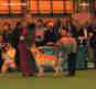 labrador_crufts2008