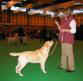 labrador_crufts2008