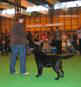 labrador_crufts2008