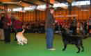 labrador_crufts2008