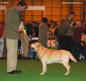 labrador_crufts2008