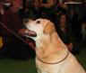 labrador_crufts2008