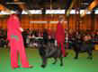 labrador_crufts2008