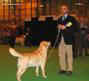 labrador_crufts2008