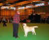 labrador_crufts2008