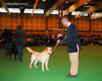 labrador_crufts2008