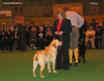 labrador_crufts2008