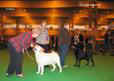 labrador_crufts2008