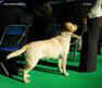 labrador_crufts2008