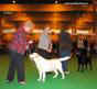 labrador_crufts2008